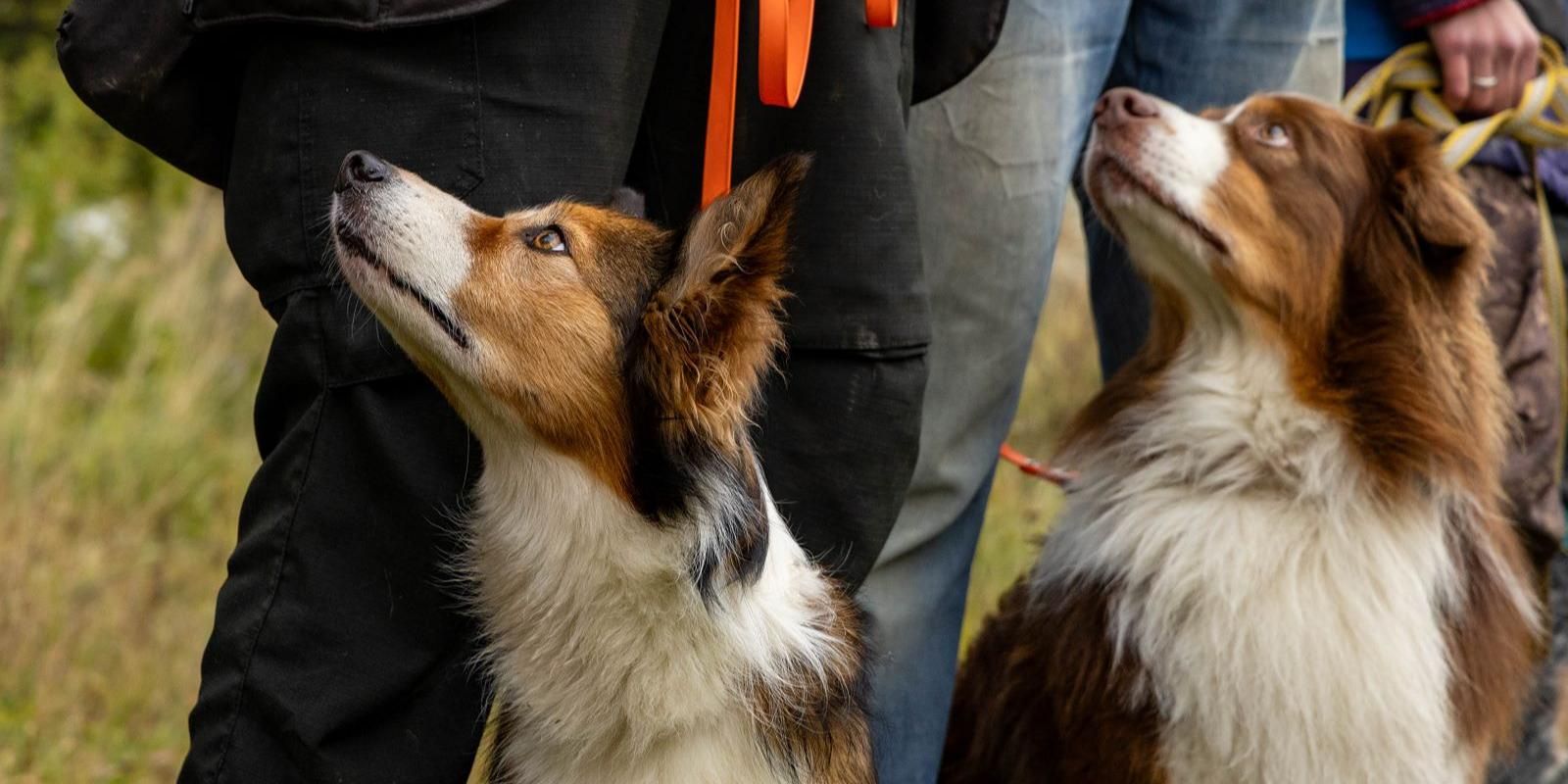 Искусство взаимопонимания: определены победители Открытых московских городских соревнований кинологических расчетов