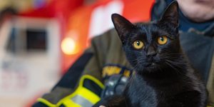 Кот-маскот: как бездомные пушистики «работают» в городских учреждениях и обретают кров