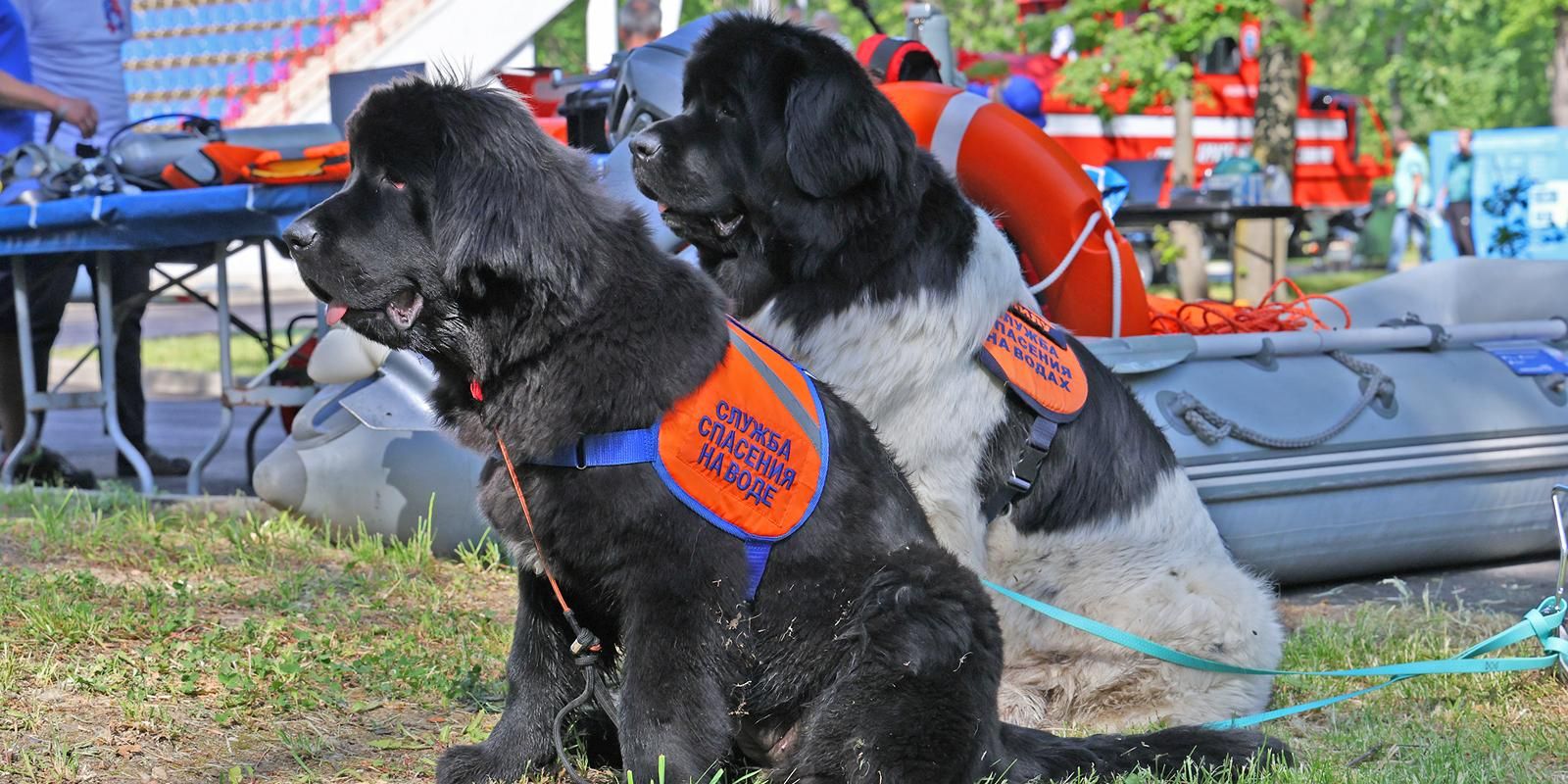 Встреча с героями: добровольцы и собаки, обеспечивающие безопасность на водных объектах столицы